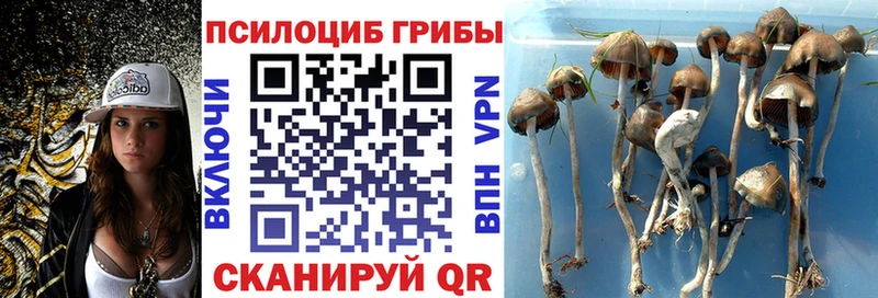 что такое наркотик  Медынь  Галлюциногенные грибы GOLDEN TEACHER 